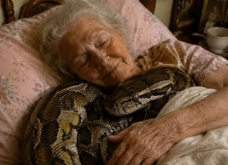 😨 Jedna 75-godišnja žena držala je u svojoj kući velikog pitona tri godine, sve dok se jednog dana zmija nije počela svake noći uvlačiti u njezin krevet i omotavati oko njezinog tijela.