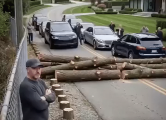 Posekli su mi drveće zbog svog „pogleda“ – pa sam zatvorio jedini put koji vodi do njihovog komšiluka