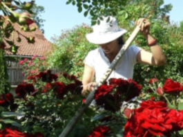 Veruje se da ova biljka donosi smrt: Nikada je ne sadite, a ako je dobijete na poklon – odmah je bacite iz kuće!