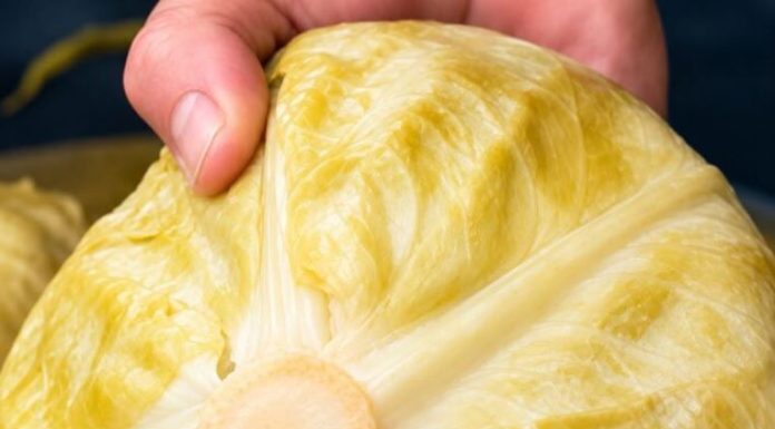 Ako pogriješite datum, sve vam može propasti: Evo kada se tačno kiseli kupus ove godine
