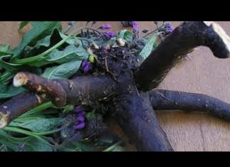 NE POSTOJI OSOBA KOJOJ NIJE POMOGLA! A u kombinaciji sa rakijom, moć ove biljke nema granice!
